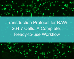 Transduction Protocol for RAW 264.7 Cells: A Complete, Ready-to-use Workflow - cover